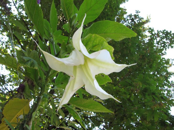 AngelTrumpet.jpg