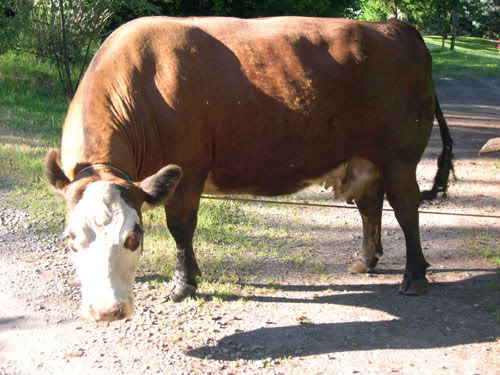 cow10