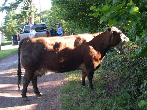 cow16