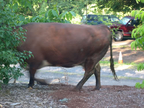 cow3.jpg