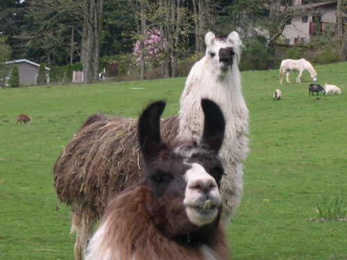 Llama Boyz