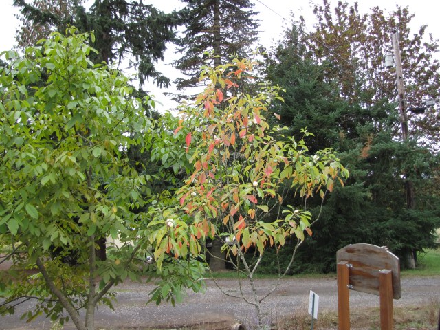 Lani's Franklinia tree starting to bloom