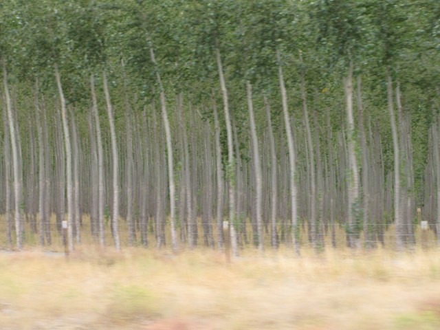 Tree Farm