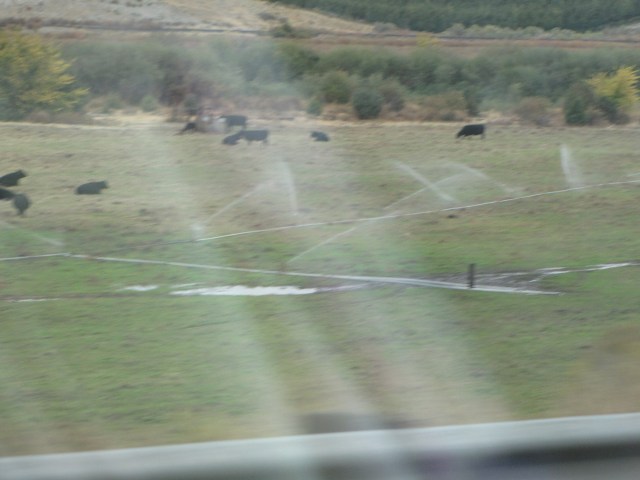 Pipi for AFK near Hwys 730 and 12  (Wallula Junction)