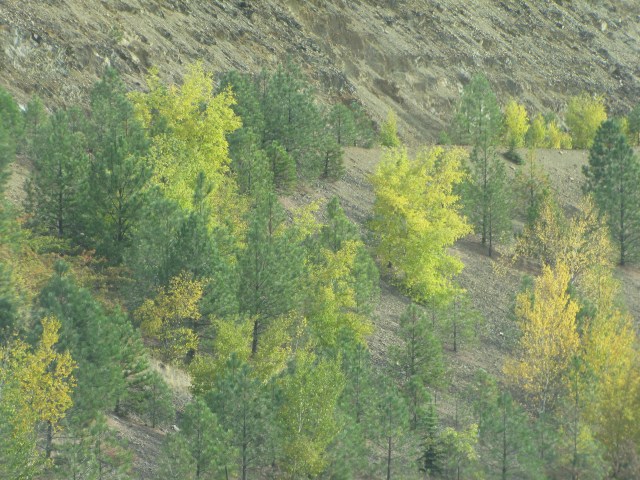 Trees turning in Coeur D'Alene National Forest
