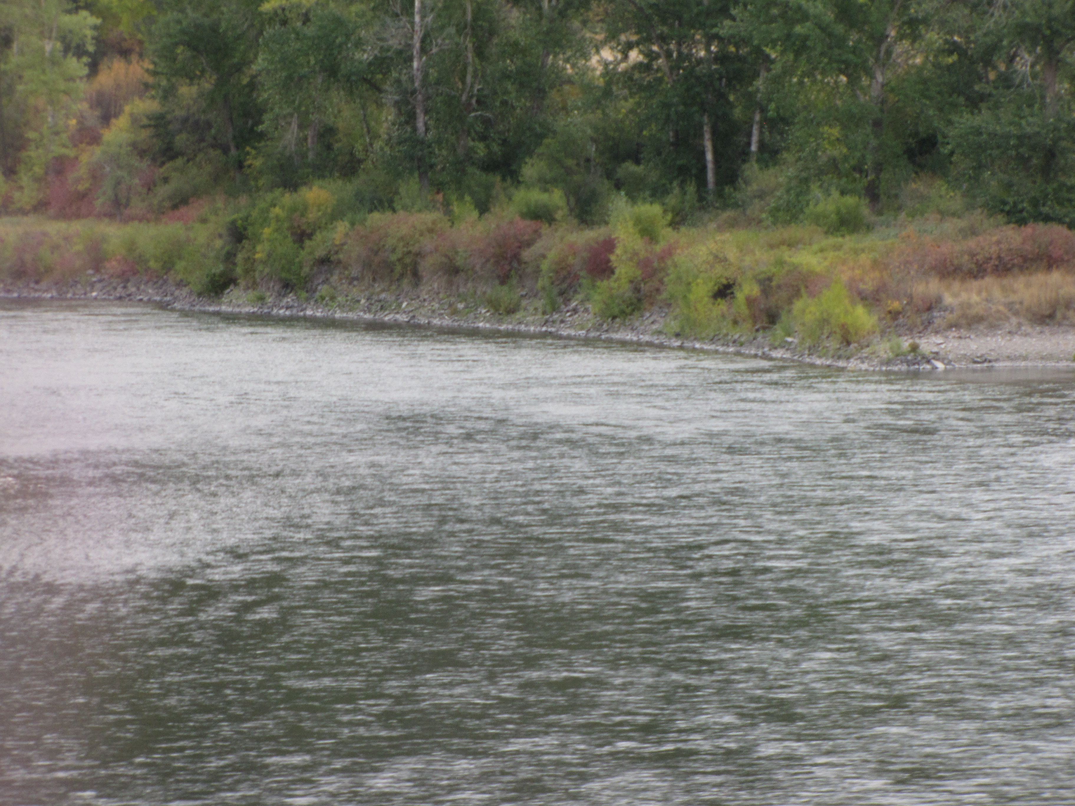 Clark Fork River near Cyr