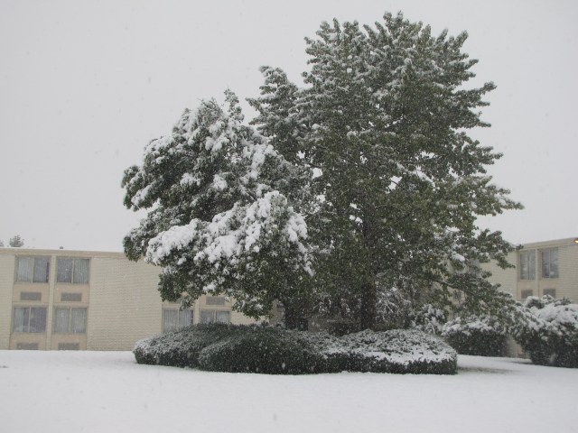 Snowy tree outside Anna's place
