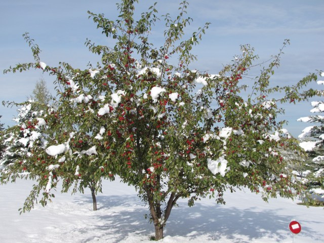 Cherry tree in Jeb and Tresa's front yard