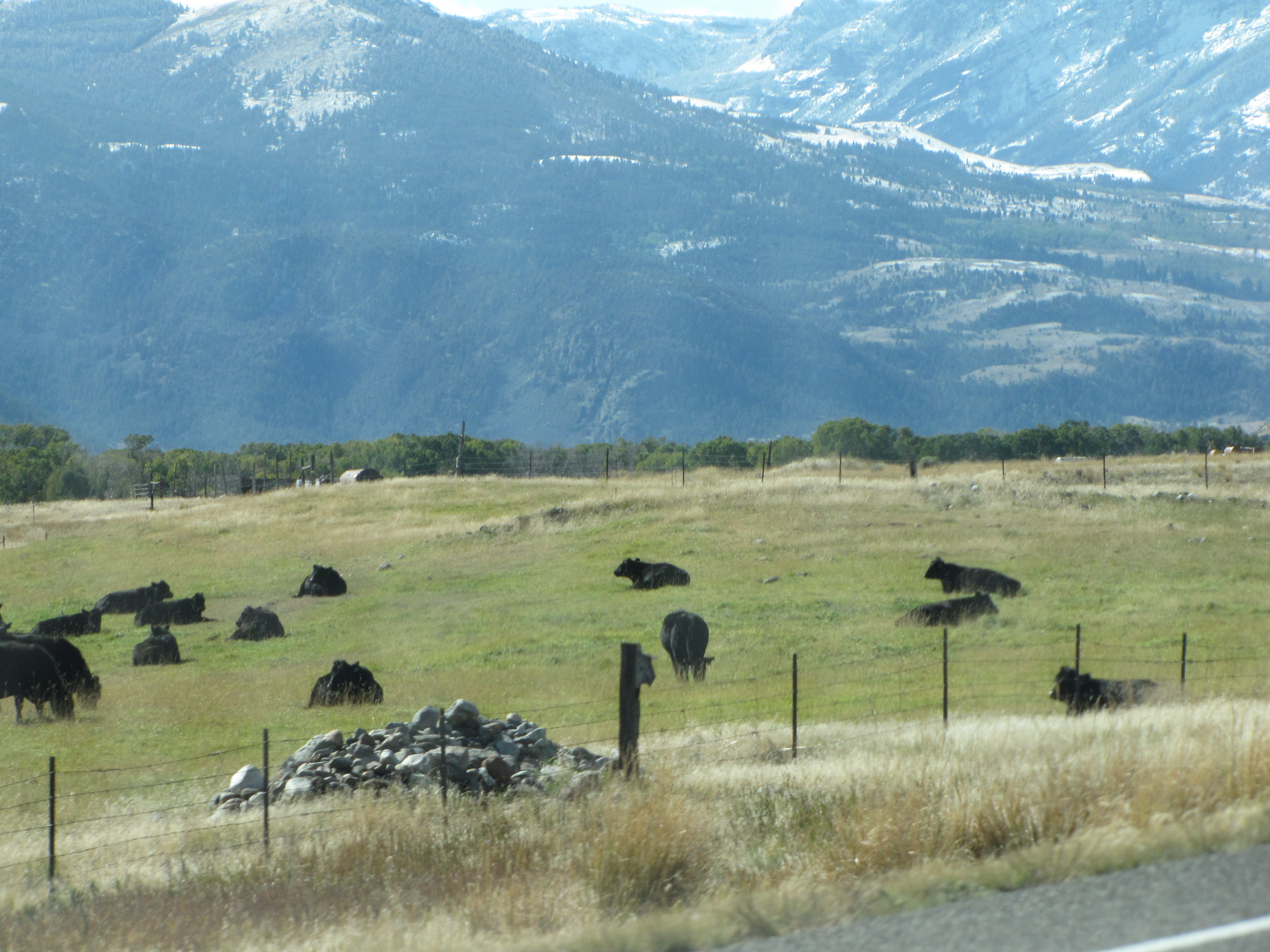 Pipi in the shadow of the Absaroka Mountain Range