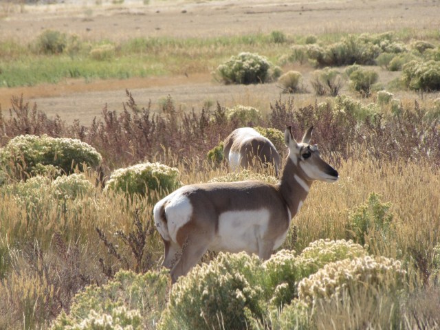 Pronghorn Antelope just inside the Roosevelt Arch