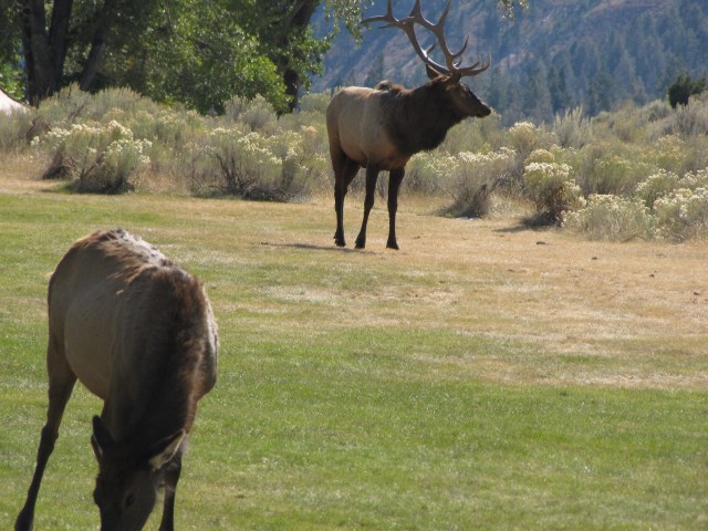 Elk at Mammoth Hot Springs