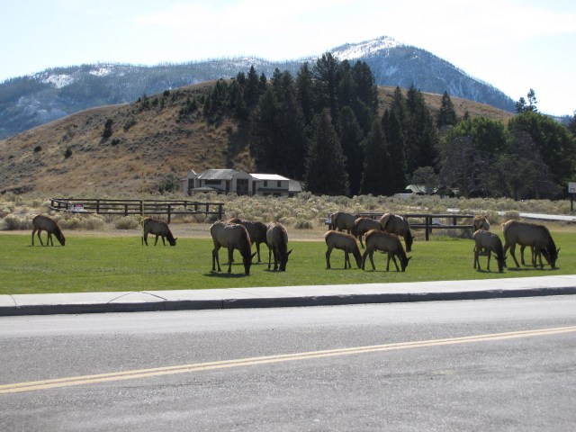 Elk at Mammoth Hot Springs