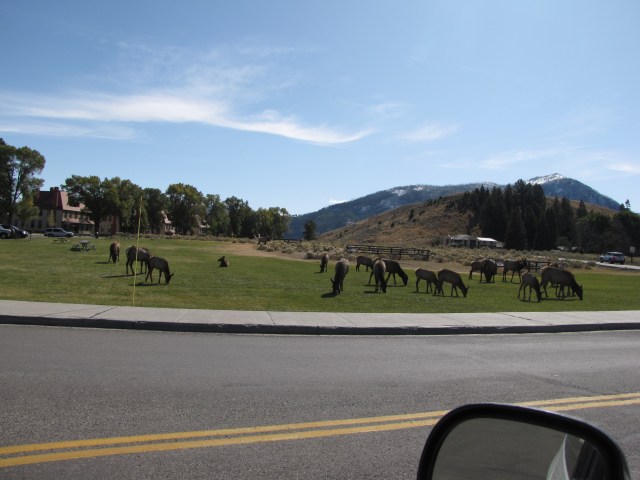 More elk
