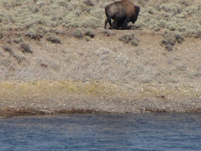Near Elk Antler Creek