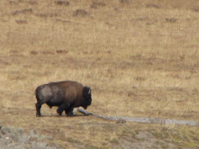 Near Elk Antler Creek