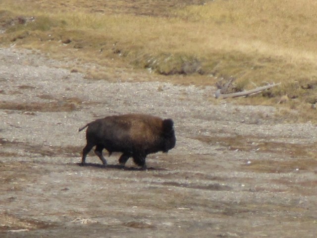 Near Elk Antler Creek