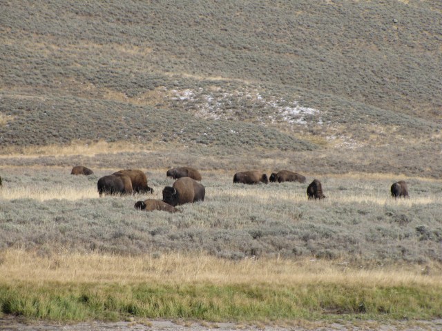 Near Elk Antler Creek