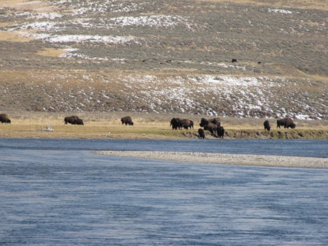 Hayden Valley - Yellowstone River