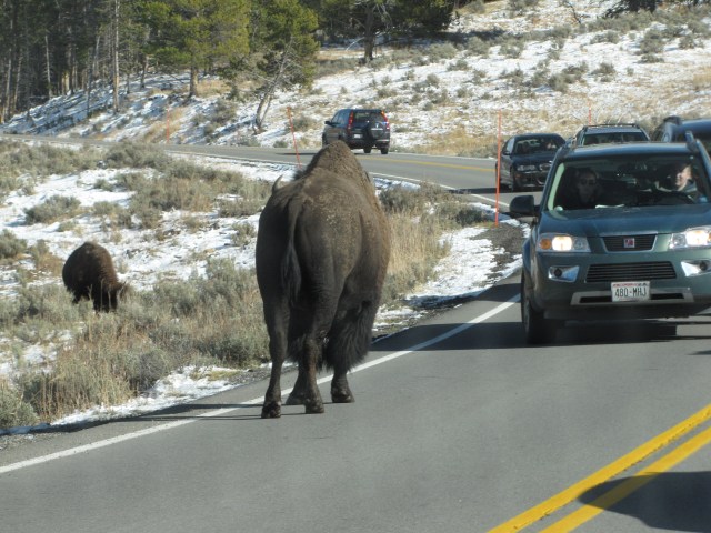 Leaving Hayden Valley