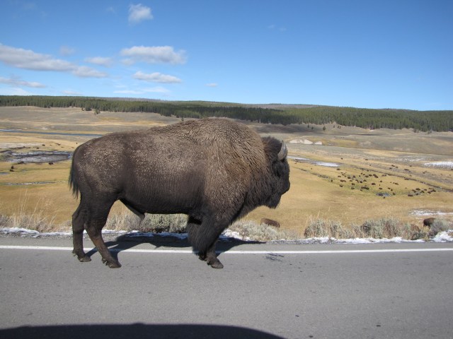 Overlooking his kingdom in Hayden Valley