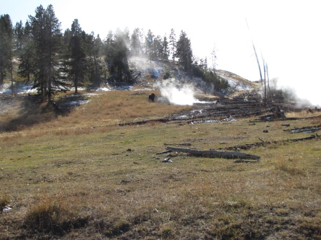 Steam vents and buffalo