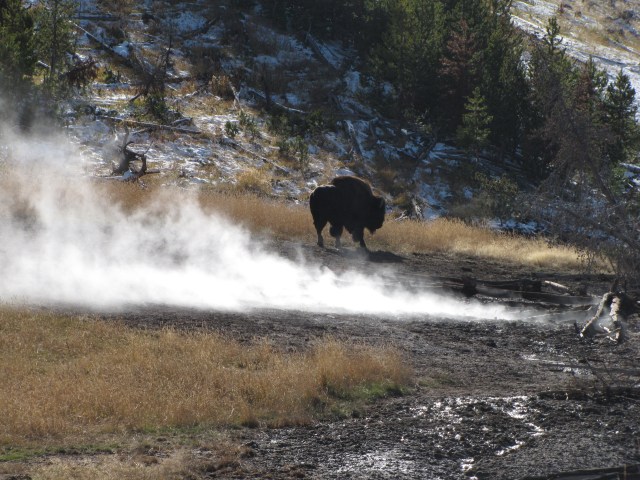 Buffalo in the steam