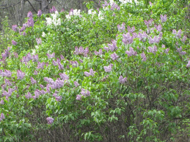 Wild lilacs