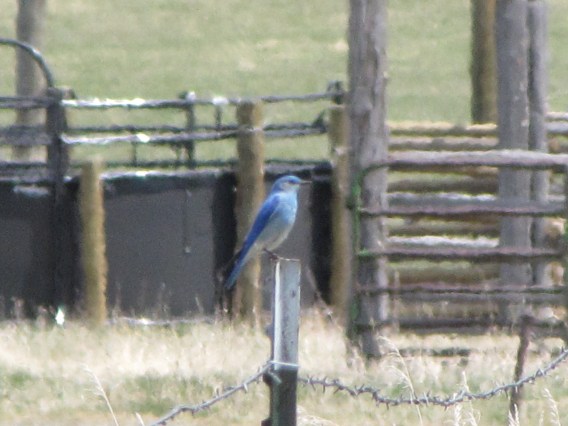 Bluebird