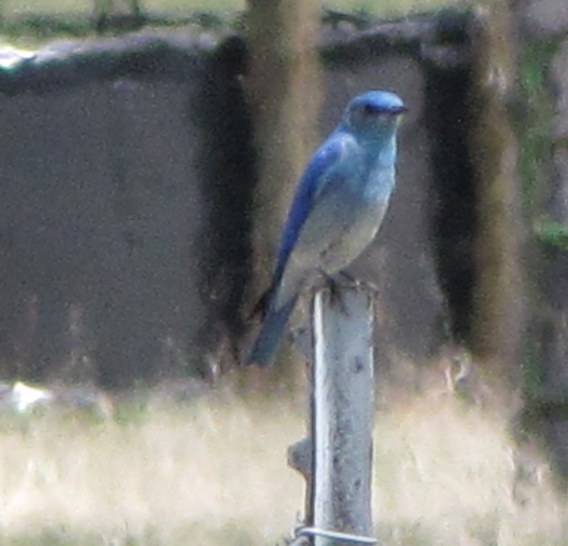 Mountain Bluebird