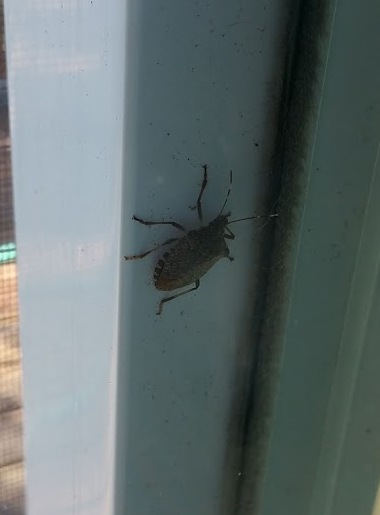 stinkbug1a