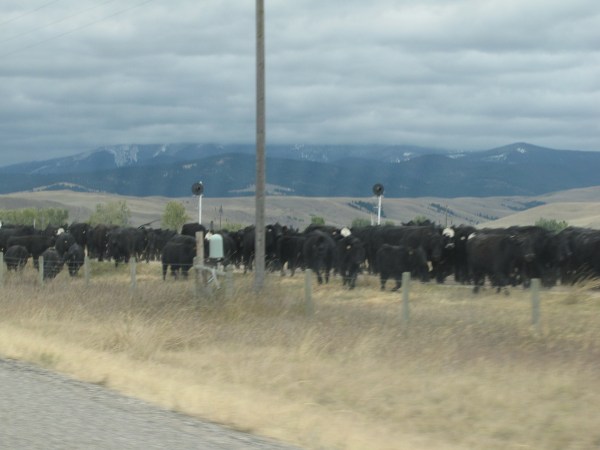 Montana cattle drive south of Drummond and near Route 271 turn-off